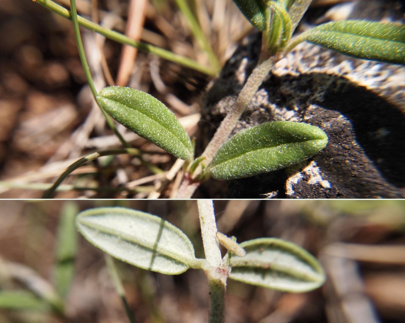 Rock-Rose, Apennine leaf